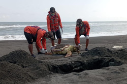 Penyu Ditemukan Mati di Pantai Baru, Diduga Telan Sampah Plastik