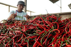 Awal Agustus Harga Cabai Keriting di Sleman Naik