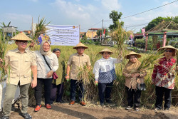 Panen Raya Padi, Titiek Soeharto Kagum Masih Ada Lahan Pertanian di Tengah Kota Jogja