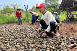 Masuk Panen Raya, Harga Singkong di Gunungkidul Anjlok