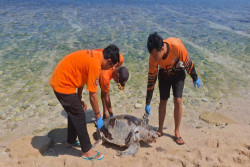 4 Penyu Ditemukan Mati dalam 2 Pekan di Pantai Gunungkidul