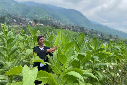 Petani Tembakau Boyolali Keluhkan Harga Jual Turun