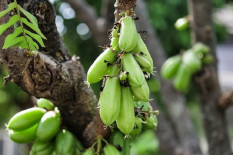 Belimbing Wuluh Menyedapkan Masakan dan Kaya Manfaat