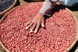 Ingin Pencernaah Lancar? Konsumsi Kacang Merah