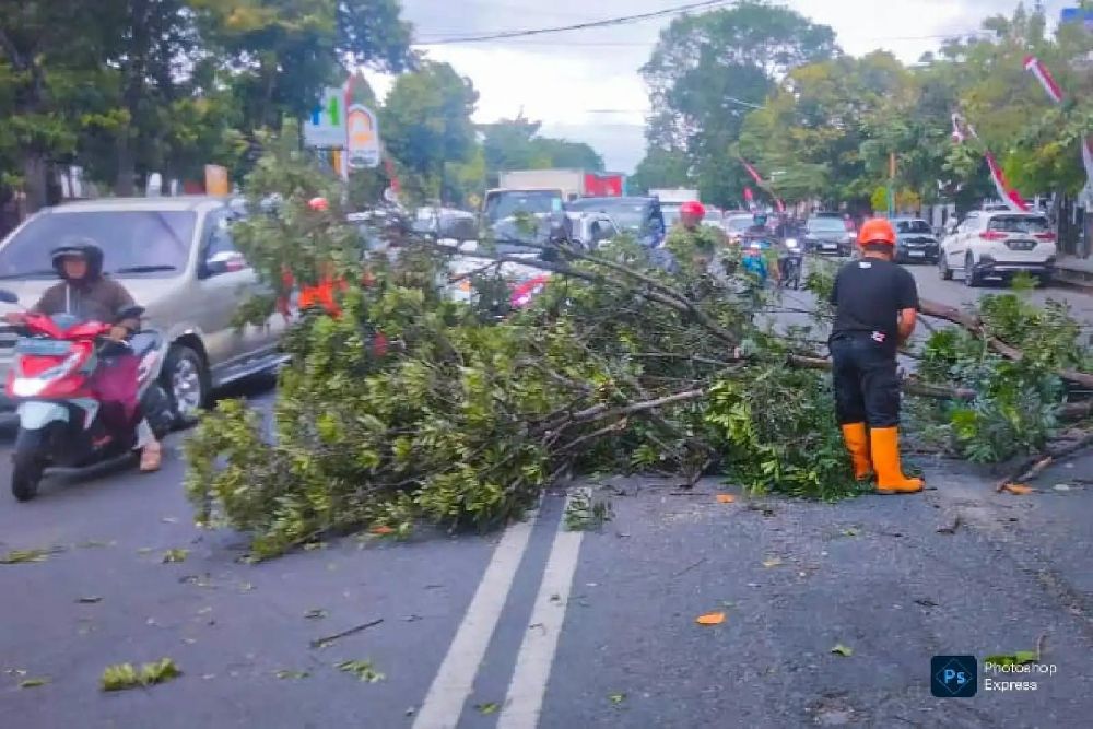 Angin Kencang Menerjang Wilayah Sragen, BPBD: 5 Pohon Tumbang