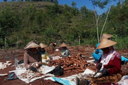 Produktivitas Singkong di Gunungkidul Ditarget Tembus Hampir 1 Juta Ton di Tahun Ini
