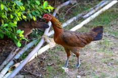 Punya Potensi Tinggi, UGM Dampingi Peternak Ayam Jowo Super di DIY
