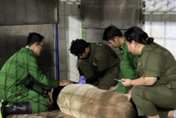 Taman Safari Indonesia Lakukan Inseminasi Buatan Panda Raksasa