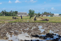 Perubahan Perda LP2B Bantul, Petani Bakal Dapat Insentif Pajak dan Infrastruktur