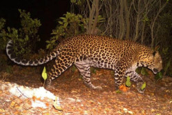 Waspada! Macan Tutul Lepas dari Penangkaran Lembang Park