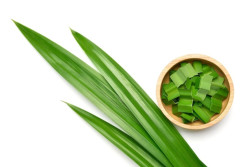 Penjelasan tentang Daun Pandan dan Manfaat untuk Kesehatan