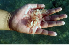 FDA Amerika Serikat Sebut Udang Indonesia Berbahaya, Pakar: Aman Dikonsumsi