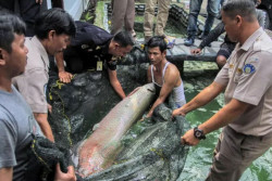 Tren Hobi Pelihara Ikan Invasif, Awas Ancaman Pidana!