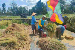 Fenomena Kemarau Basah, Petani Semin Bisa Panen Padi Setahun 3 Kali