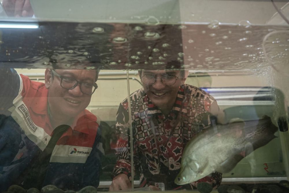 Konservasi Ikan Belida, Kilang Pertamina Selamatkan Identitas Sungai Musi