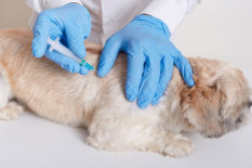 Vaksinasi Rabies di Kota Jogja Capai 1.412 Hewan Penular Rabies