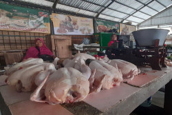 Harga Ayam Potong di Bantul Naik, Pedagang Mengaku Penjualan Turun