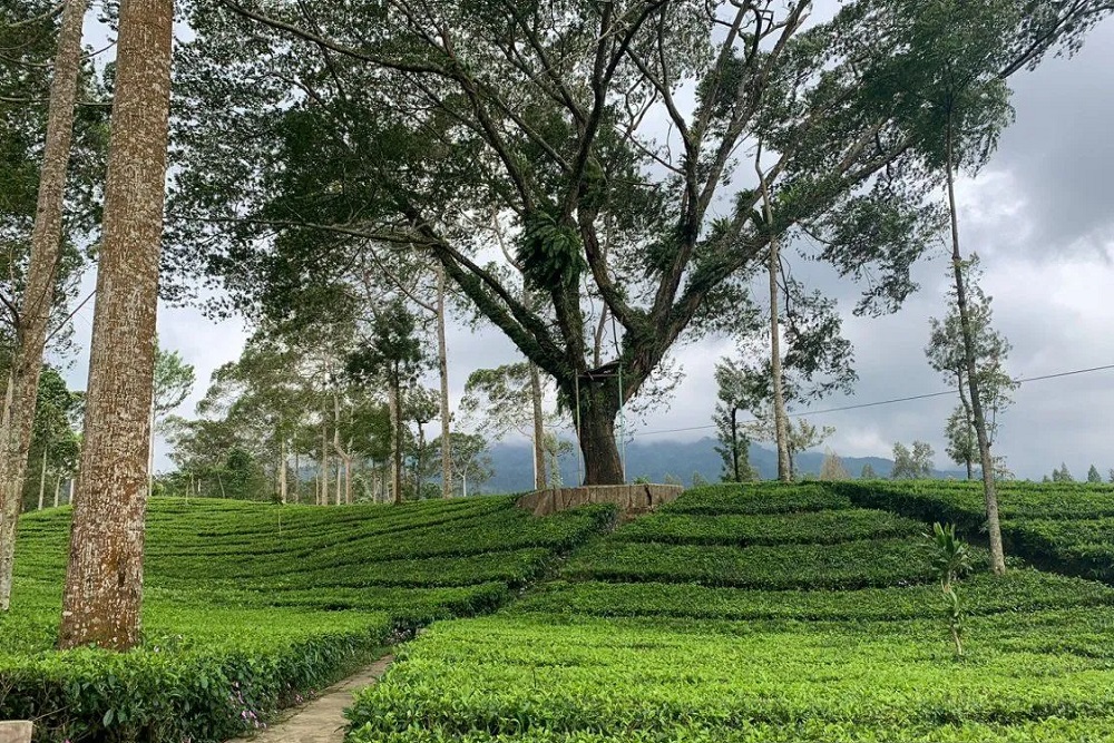 Agrowisata Tambi Wonosobo 60 Besar Destinasi Wisata Unggulan