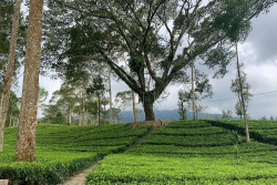 Agrowisata Tambi Wonosobo 60 Besar Destinasi Wisata Unggulan