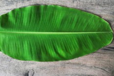Kurangi Plastik, Paguyuban Lurah Kulonprogo Ajak Warga Gunakan Daun Pisang