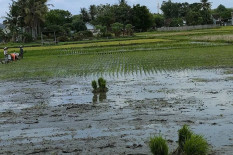 Kulonprogo Masuki Masa Tanam Pertama, Petani Berdatangan ke Sawah