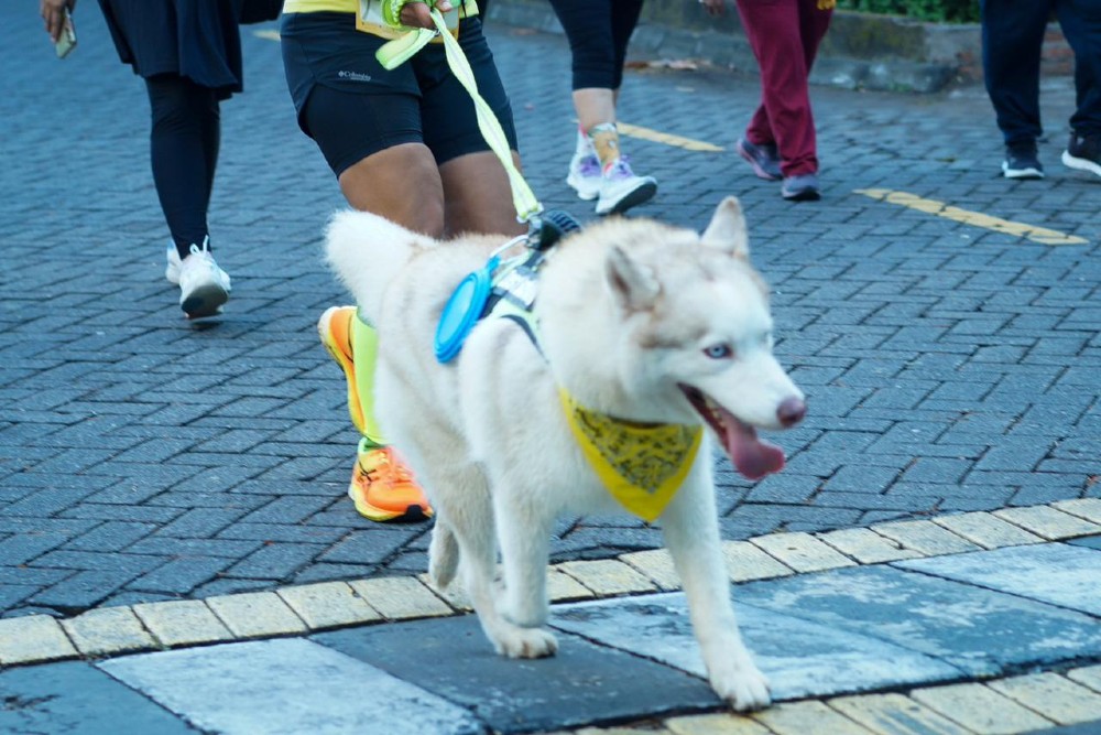 Unik! Event Lari Bersama Anjing hingga Kucing