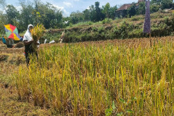 Ratusan Hektare Sawah di Gunungkidul Belum Panen