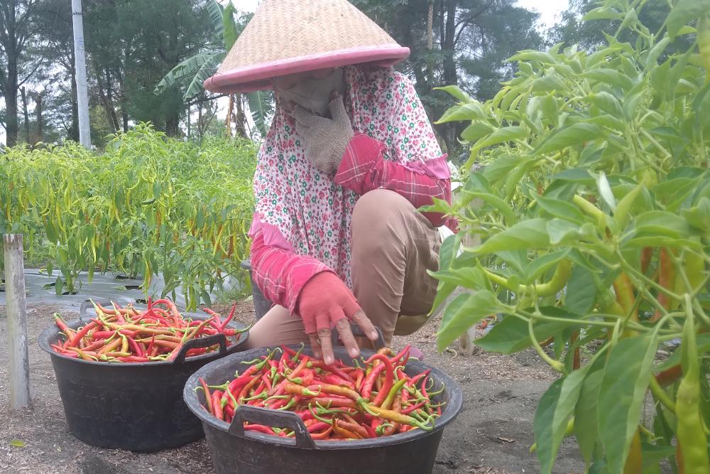 Harga Cabai Merah Keriting di Bantul Tembus Rp40.000