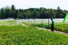 Prambanan Miliki Lahan Kritis Terluas di Kabupaten Sleman, Ini Penyebabnya