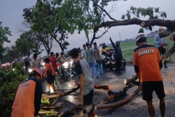 Pohon Tumbang di Sejumlah Lokasi Sukoharjo Akibat Hujan Angin