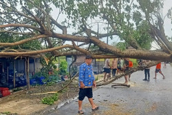 Pohon Tumbang Juga Terjadi di Wonogiri, Timpa Sejumlah Rumah