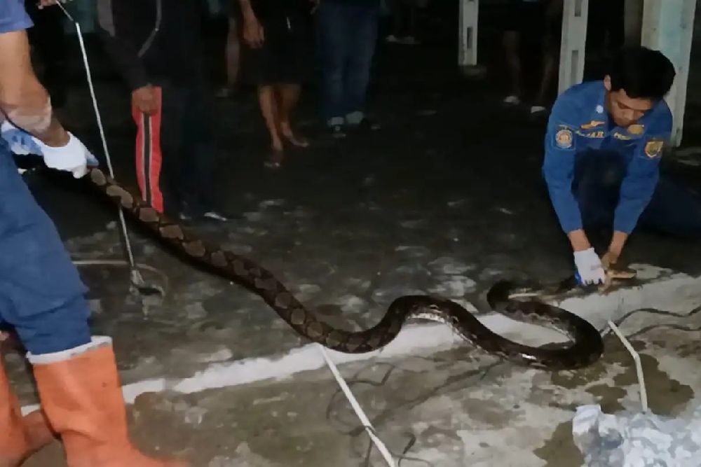 Ular Piton Empat Meter Bersembunyi di Gorong-Gorong Rumah Warga Sragen