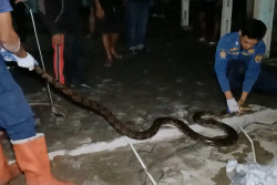 Ular Piton Empat Meter Bersembunyi di Gorong-Gorong Rumah Warga Sragen