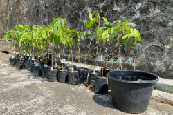 Wah, Ada Wakaf Kebun Kelengkeng Produktif di Kulonprogo