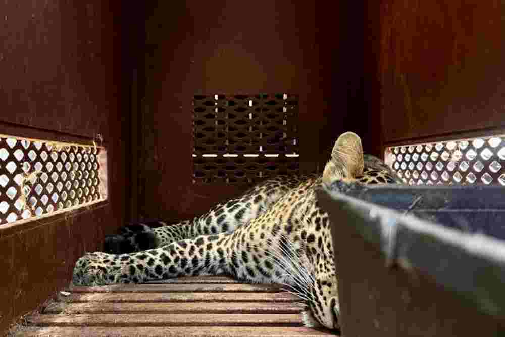 BKSDA Belum Bisa Pastikan Macan Tutul Masuk Hotel dari Lembang Park