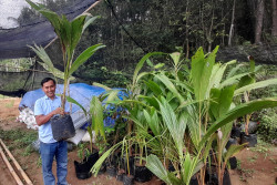 Kampung Kelapa Kopyor Dlingo Bangkit lewat Pemberdayaan Petani Muda
