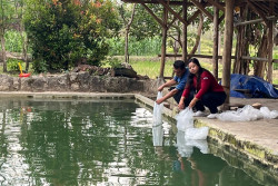 Pemkab Gunungkidul Salurhkan Benih Ikan ke Kelompok Masyarakat