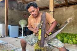 Tembakau Siluk Masih Jadi Kebanggaan Selopamioro di Bantul