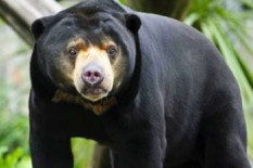 Empat Ekor Beruang Madu Muncul di Ampek Nagari Agam Sumbar