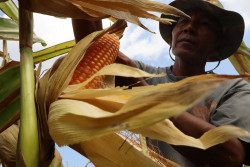 Petani Sleman dan Perusahaan Pembibitan Kediri Jalin Kerja Sama