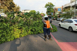 Pohon Tumbang Timpa Motor di Jalan Slamet Riyadi Solo