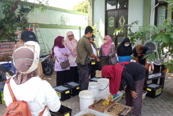 Bank Sampah Baciro Hasilkan 7,4 Kg Maggot Kering