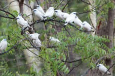 UGM Dorong Edukasi Publik untuk Lindungi Satwa Liar Indonesia