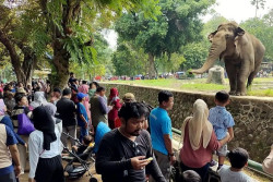 Ragunan Buka Sampai Malam, Penerangan dan Mobil Angkutan Ditambah