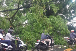 Dampak Hujan Angin di Sleman, Pohon Tumbang Timpa Mobil