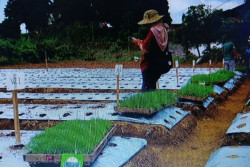 Pemkab Wonosobo dan Brin Uji Coba Varietas Bawang Daun Lokal