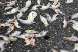 Fenomena Parasit Laut Menyerupai Udang di Bantul