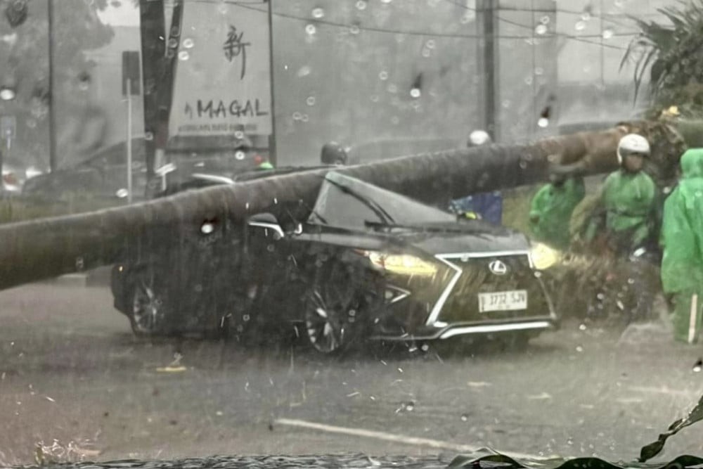 Pohon Tumbang Timpa Lexus, Pengemudi Meninggal Dunia
