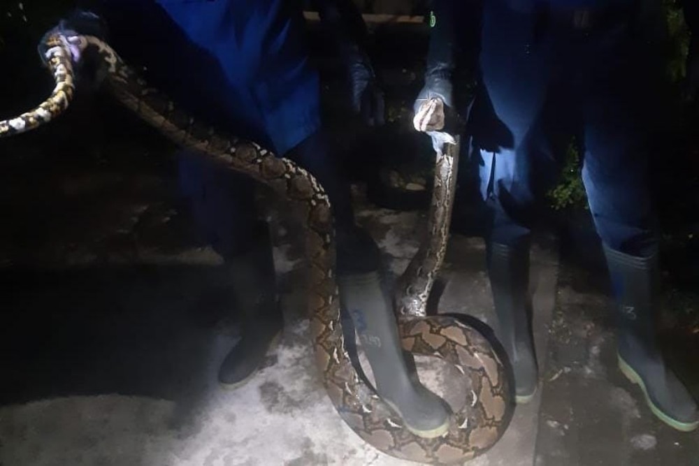 Ular Sanca Mangsa 2 Ekor Ayam di Imogiri, Warga Diminta Waspada