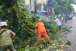 BPBD DIY Tangani Pohon Tumbang di Kota Jogja hingga Kulonprogo